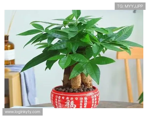 在开运官网苹果版下载安装，享受专业的风水运势分析和个性化开运建议